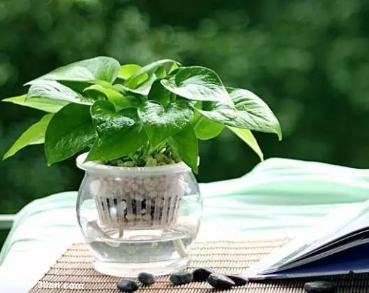 养花如何不把花养死,养花老是养死