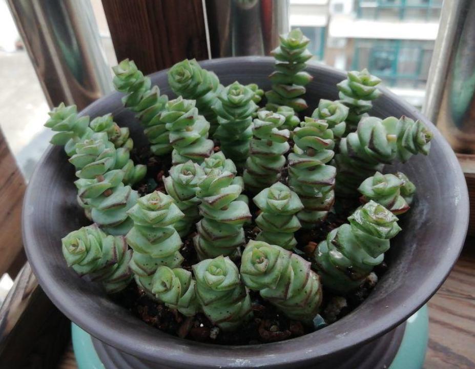 多肉叶子晒软皱了怎么办,多肉叶子皱了怎么恢复