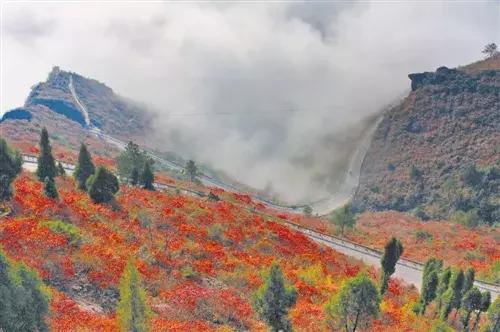 比光雾山还红，比金川彩林还晚，中国顶级的红叶盛宴正当时！