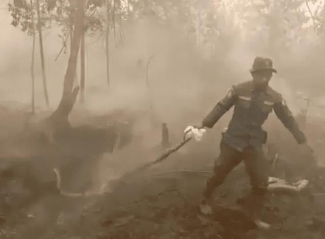 世界上最厉害的巨蟒蛇是什么蛇,世界上最大的巨蟒蛇大约多少米