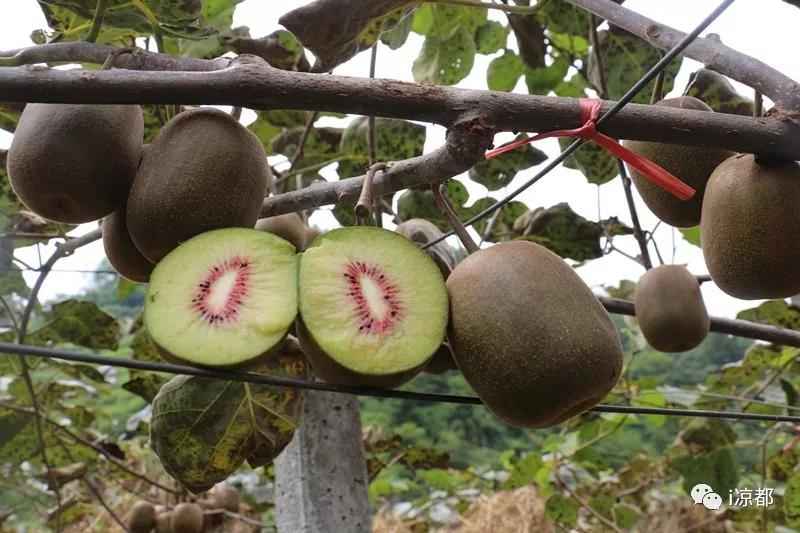 品市长旅游推介——走,坐上高铁游凉都!第二站:水城县