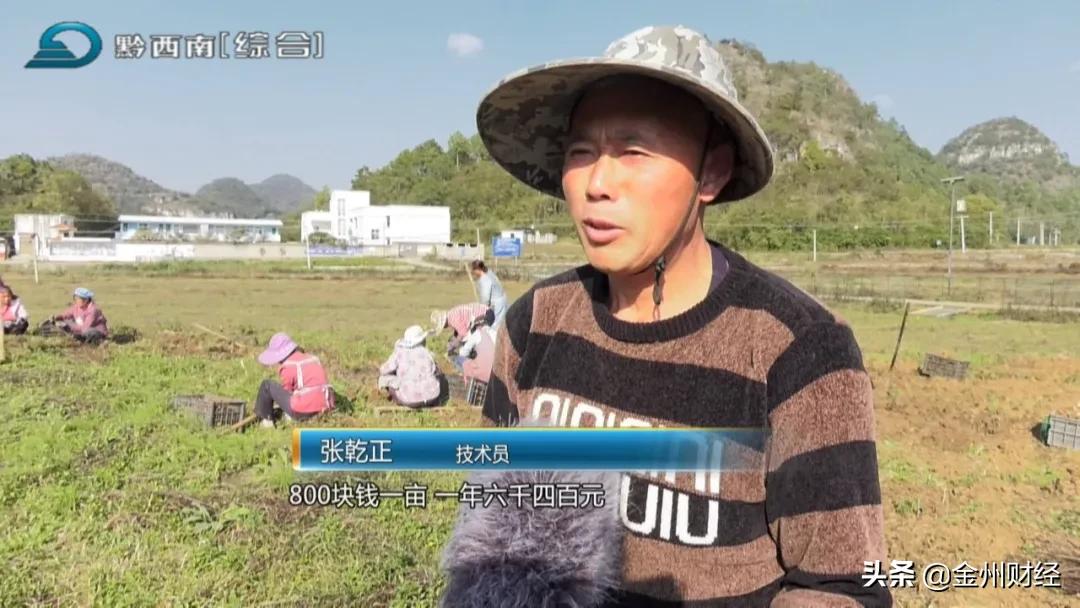 「财富故事」安龙：5000亩白及喜获丰收亩产达6000斤