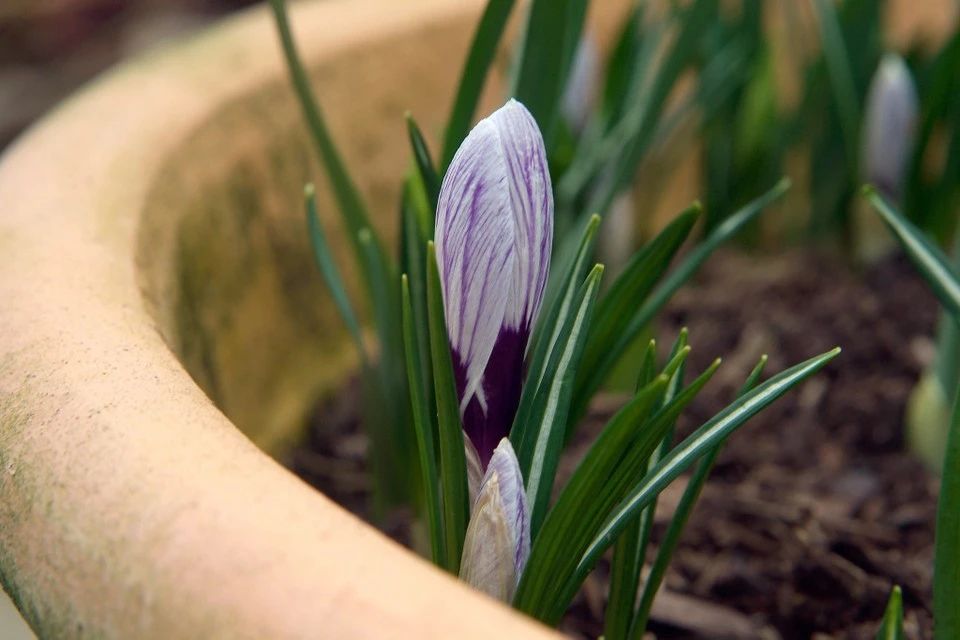 100种耐寒花卉盆栽,10种超好养又好看的花