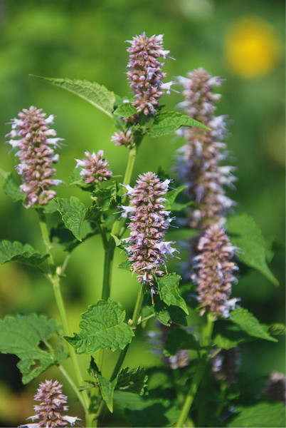 藿香和石香是同一个植物吗,紫苏和藿香是不是同一种植物