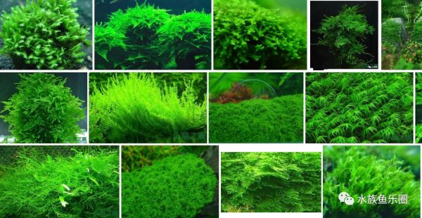 皇冠水草品种大全,亚马逊水草品种