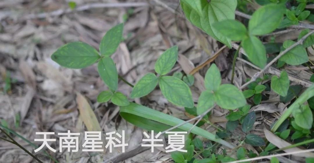 半夏有毒生姜可解,半夏有毒对身体有什么危害