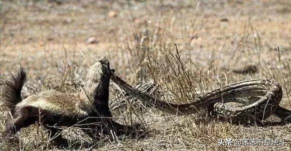 蛇獴吃辣条视频,毒蛇克星蛇獴