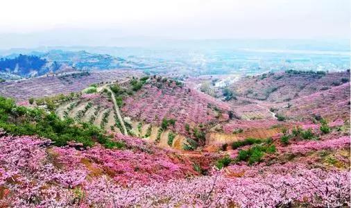 3月南阳看花的景点推荐,南阳踏青赏花攻略