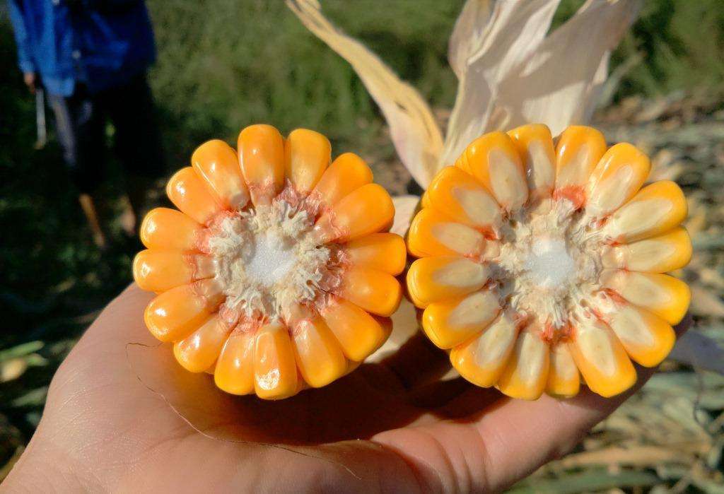 抗倒大棒高产的玉米品种介绍,大棒高产玉米品种