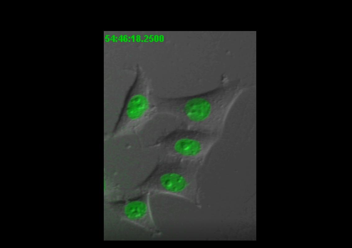 精子科学简史,生物学家辟谣精子的真相