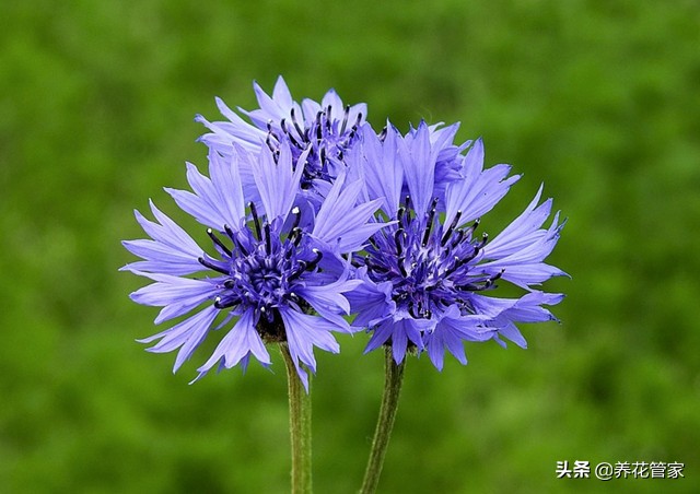 蓝色花卉矢车菊,最名贵的蓝色矢车菊