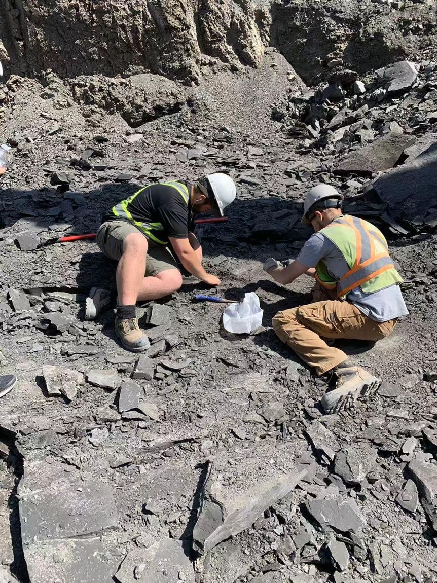 加拿大矿区斑彩石,斑彩宝石矿