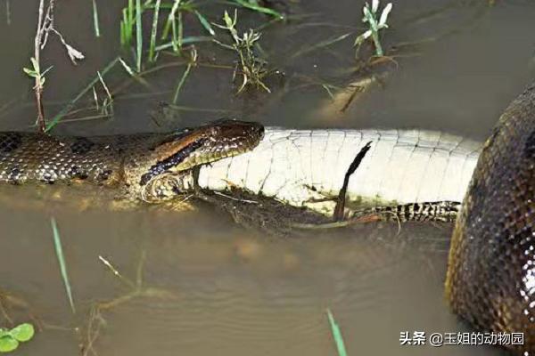 世界上最大的蛇跟绿森蚺决斗,最长的蛇是什么蛇森蚺
