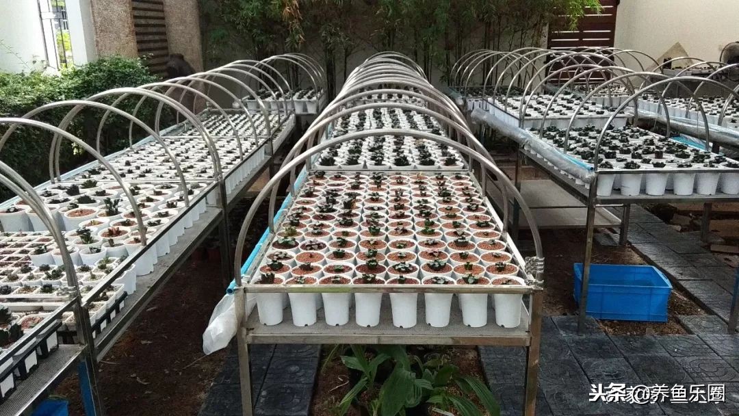 这位土豪家的渔场，光滤材就花了500多万，你确定不要见识一下？