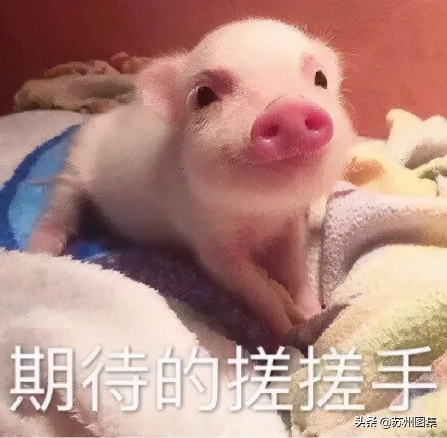 苏州超高层建筑排行,苏州超高层最新进展