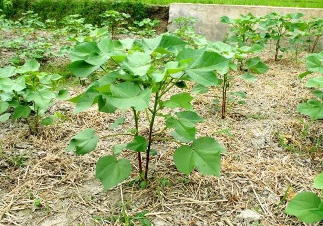 麦棉套种高产栽培技术,棉田套种哪种最好