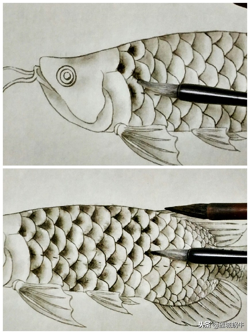 怎么样画出特别大的金龙鱼,金龙鱼的淡色工笔画法