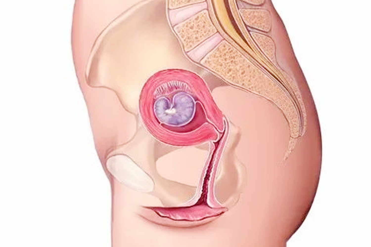 她一年内流产2次，检查后得出结果，医生：其实这层“膜”很重要