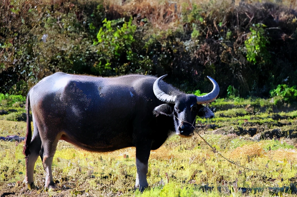 水牛为什么和黄牛不一样,水牛的力气比黄牛大多少