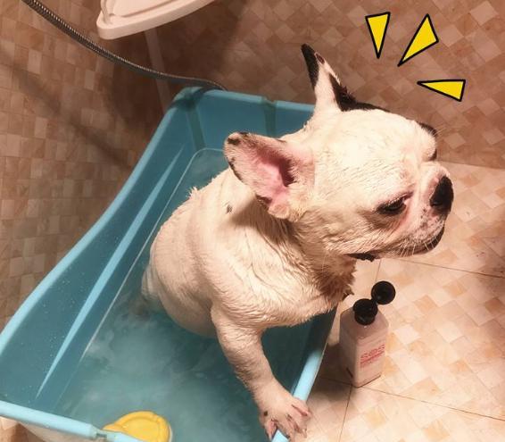 养一只法国斗牛犬一个月要多少钱,法国斗牛犬优缺点