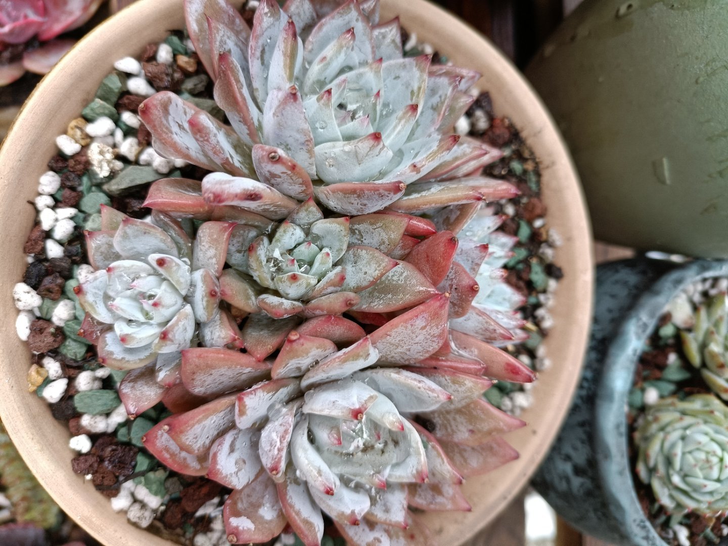 这3款多肉好养易活,这三种多肉不养成盆景就浪费了