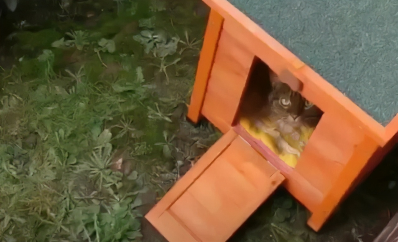 偷偷养宠物房东发现了怎么办,偷偷养阿拉斯加被房东发现了