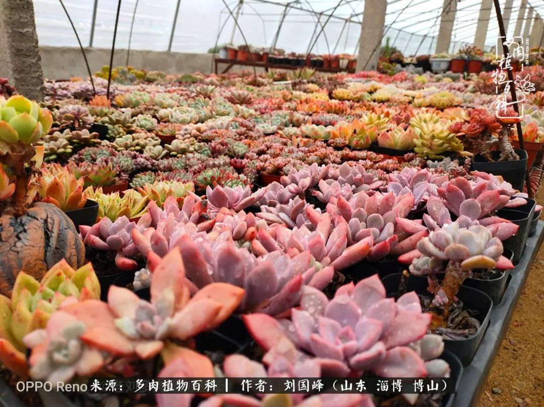 冬季室温20度以上多肉怎么养,贵的不一定就是好的便宜的