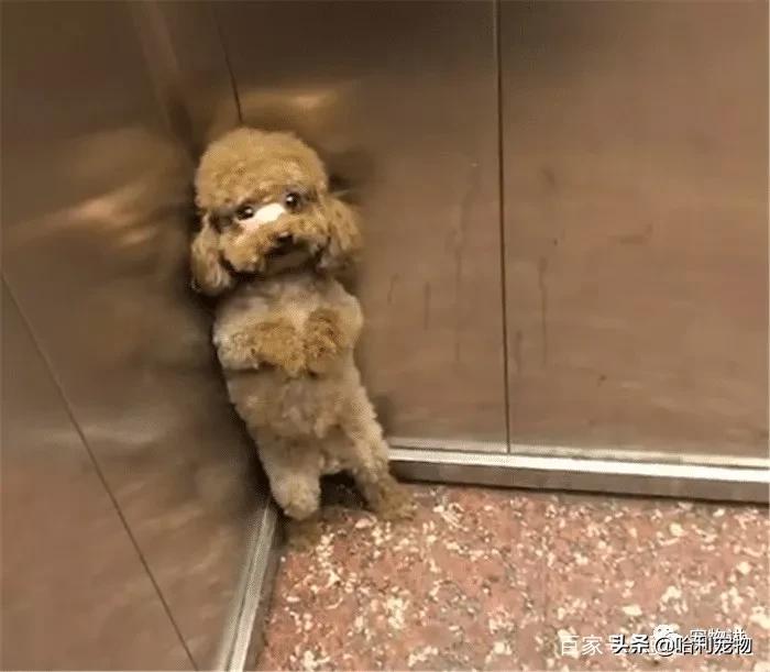 泰迪躲角落里被揍,泰迪坐电梯里视频