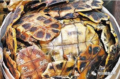 龟苓膏里面有没有龟,龟苓膏里有龟吗