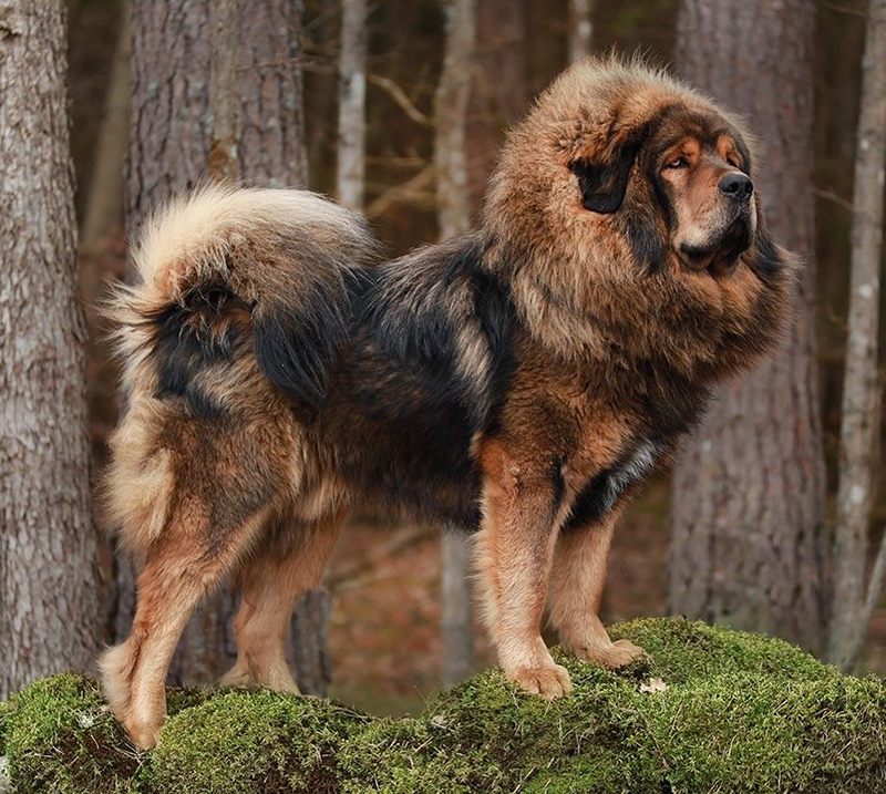 夜宿西藏无人区,夜宿青藏高原遇到狼