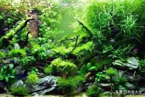 养鱼大神都养什么鱼,鱼缸养鱼都有哪些鱼