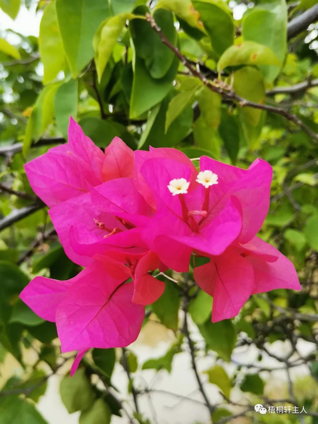 五彩斑斓秋之美,最美广州秋