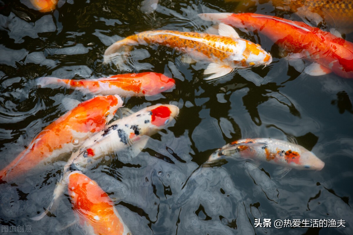 新买的锦鲤不浮上去吃食,锦鲤入缸一个月了不吃食