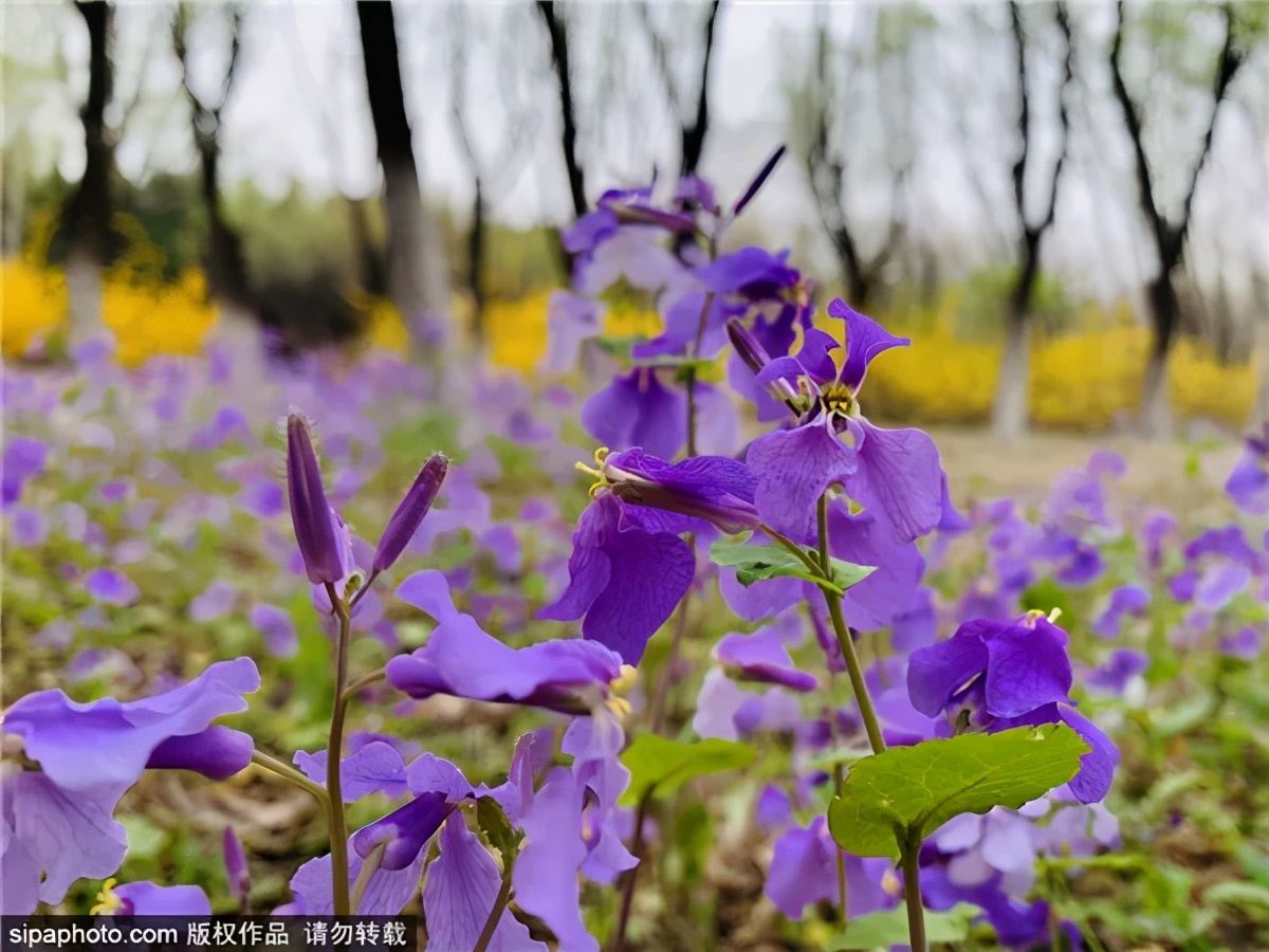 紫色花海哪里最好玩,紫色的花海景点