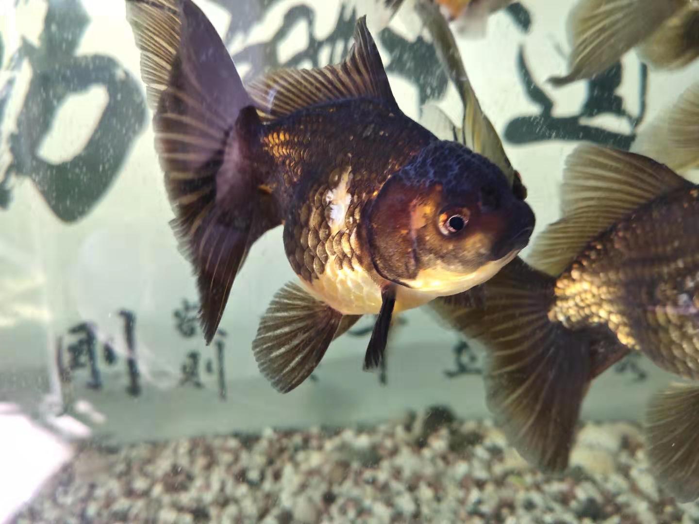 金鱼老掉鳞怎么回事,没有寄生虫金鱼为什么蹭缸