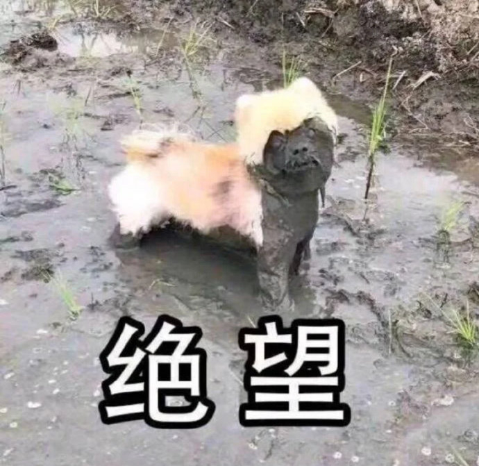 精选100张热门表情包聊天斗图必备,微信里斗图的表情包都哪里找的