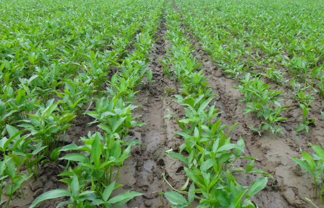 半夏病害该如何防治,半夏三熟种植技术