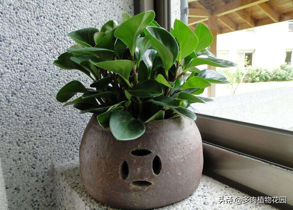 盆栽花卉为什么要换土,花卉换盆有哪些讲究