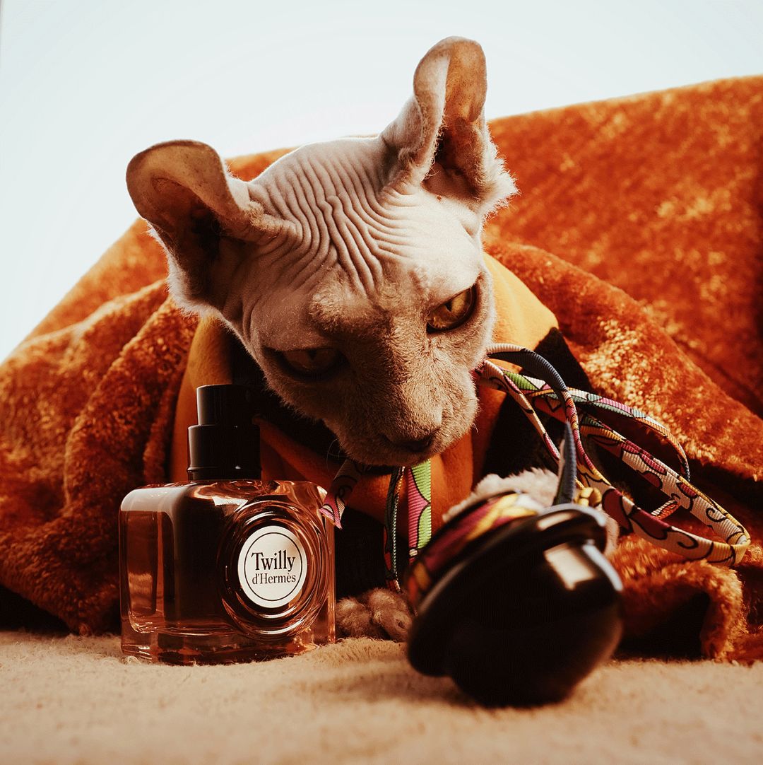 骞村害棣欐按鎺ㄨ崘鐩樼偣,骞村害澶х墝棣欐按