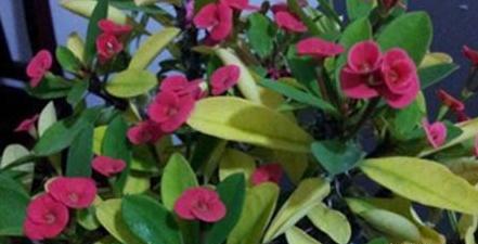 养虎刺梅吉利么,养虎刺梅怎样能开花