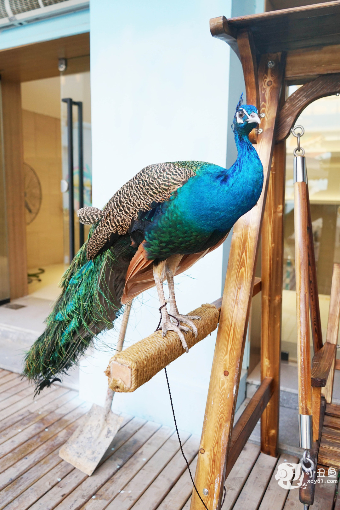 儿童玩的遛娃好去处,有动物的溜娃好去处