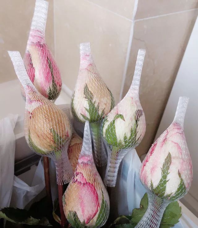 叫醒玫瑰花的办法