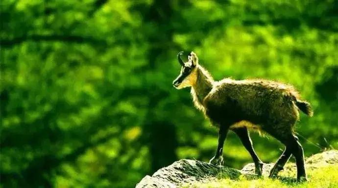 拜佛不是为了求佛,拜佛不是迷信只是想有个心灵寄托