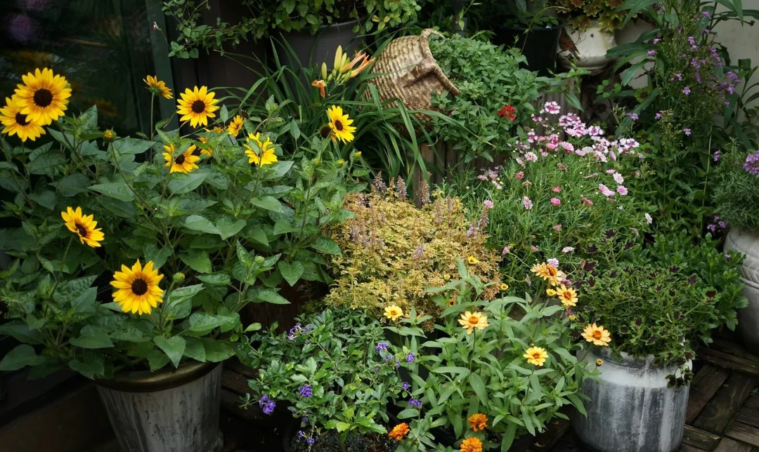 花里小黑飞根除绝招,治花土里小黑飞最好的方法