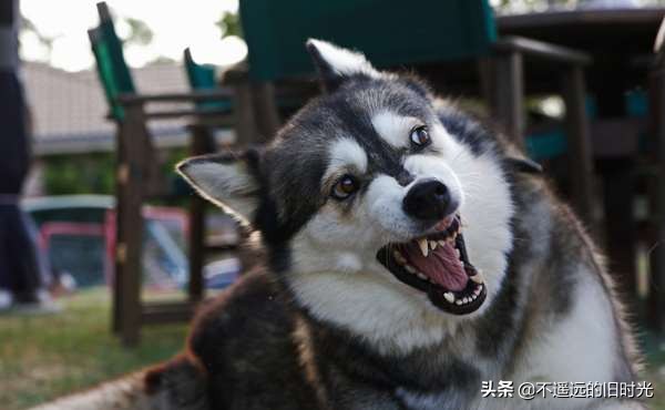 如果被凶狗追着咬怎么办,如果被超大的凶猛的狗追该怎么办