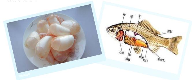 票字家族:骠、镖、标(標)、鳔、膘,鱼儿之所以能在水里沉浮