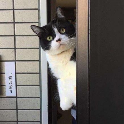 猫咪走失最有效的方法,猫咪走丢1周怎么寻回