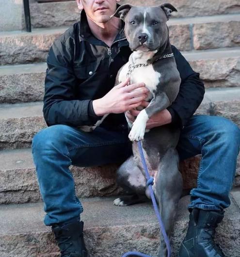 比特犬到底有多可怕,新手千万别养比特犬