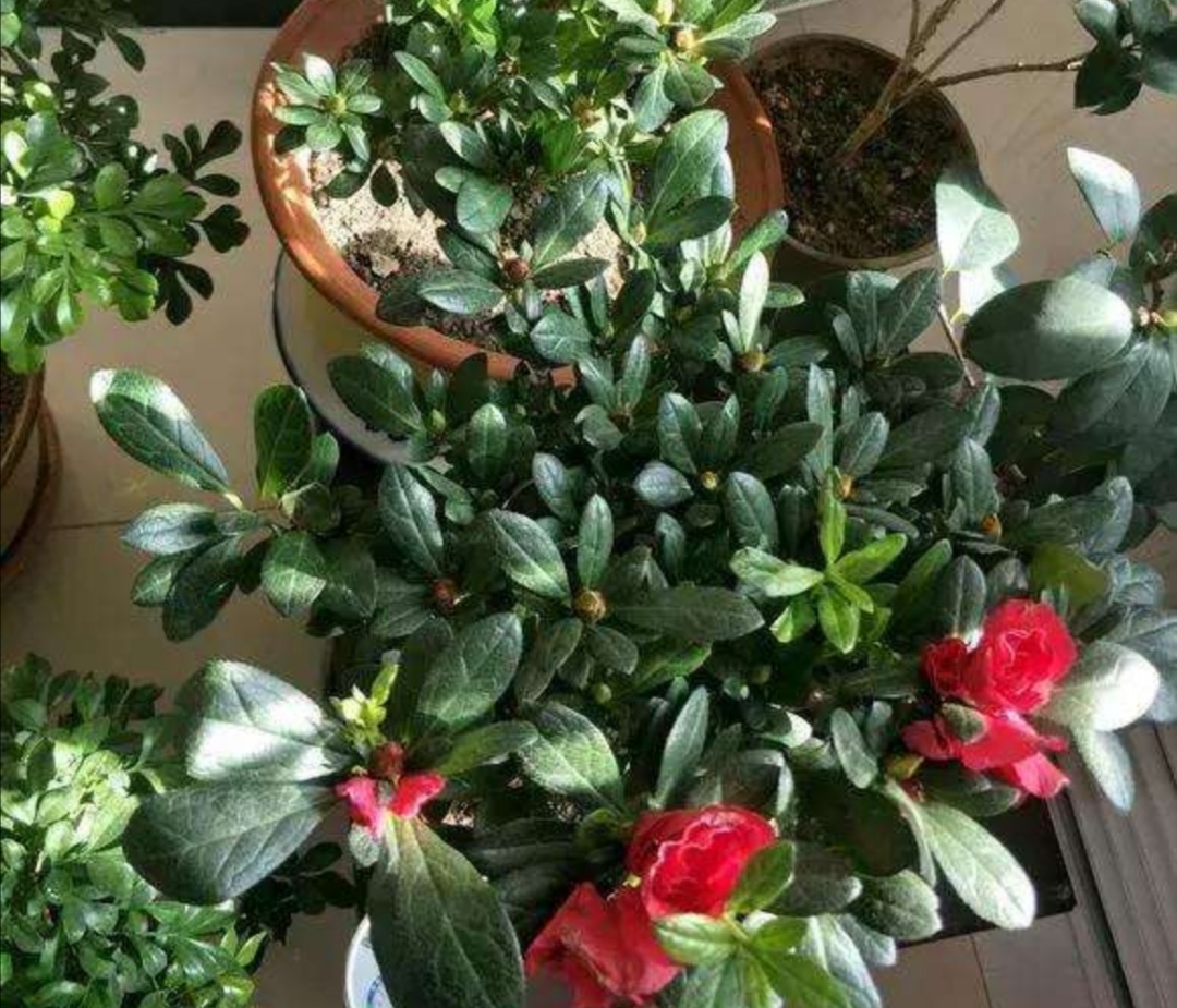 杜鹃有黄叶怎么回事,盆养杜鹃黄叶花朵未开枯萎