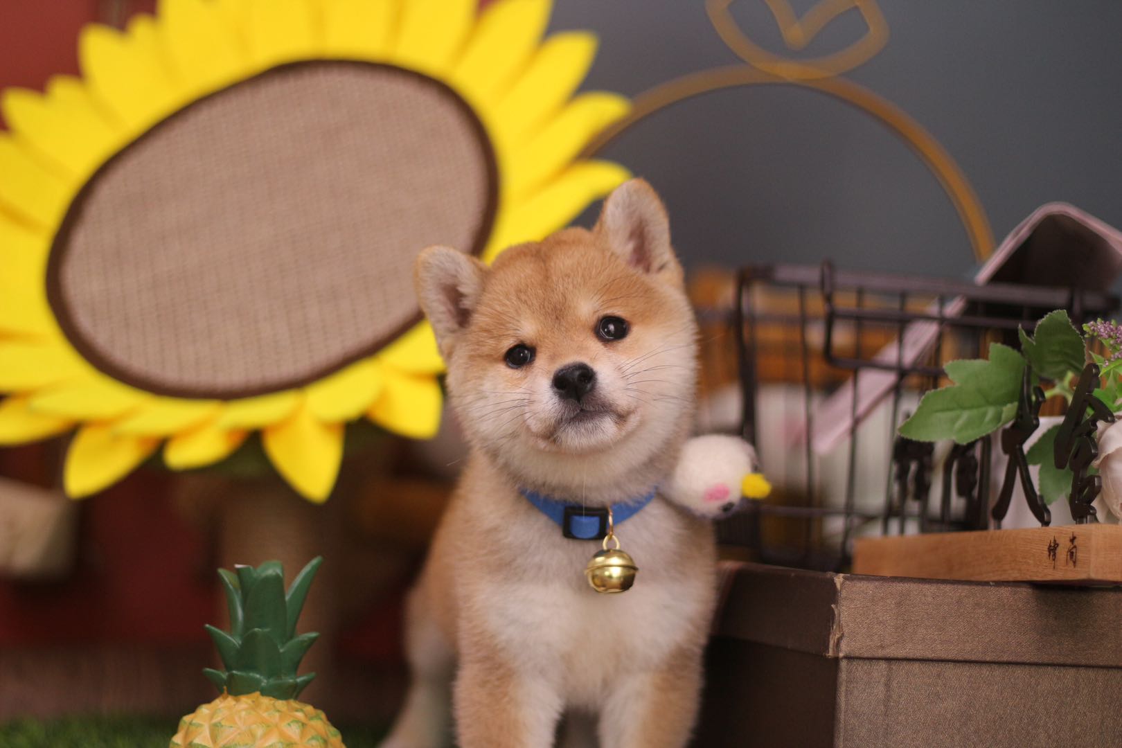 在柴犬犬舍买一只残血是什么体验,宠物市场的柴犬串串怎么来的